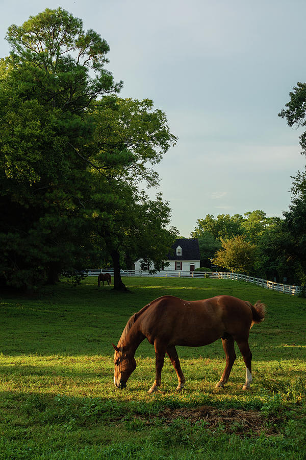 Williamsburg Carriage Horses on a Summer Evening Photograph by Rachel Morrison