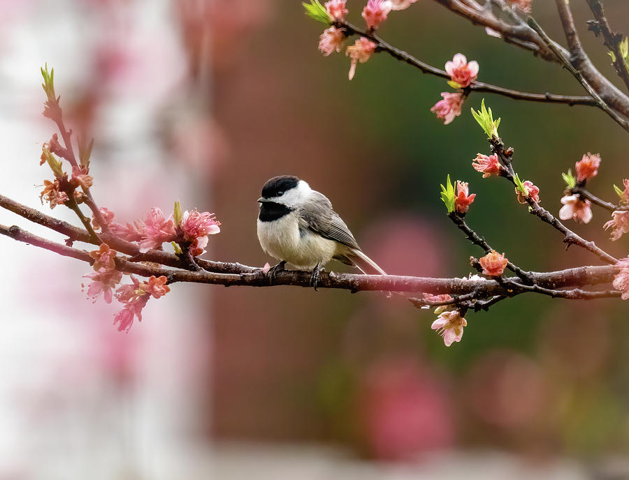 Williamsburg Chickadee in the Springtime Photograph by Rachel Morrison