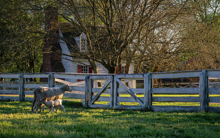 Williamsburg Country Life Photograph by Rachel Morrison