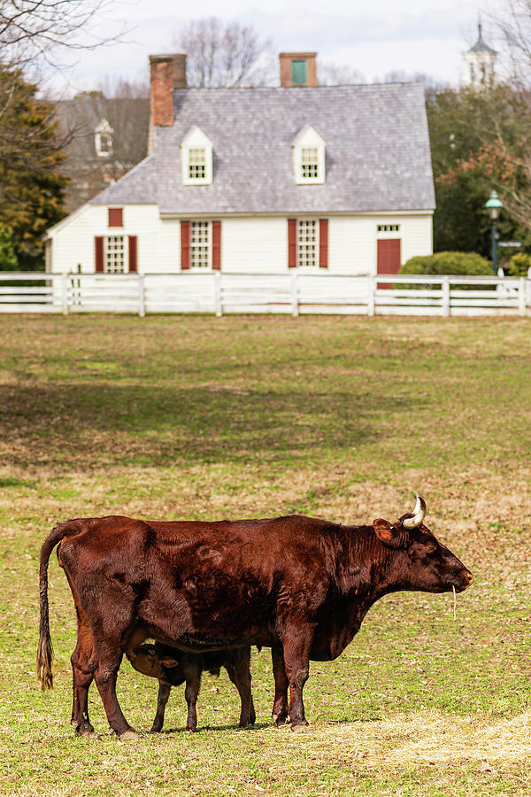 Williamsburg Cow and Calf Photograph by Rachel Morrison