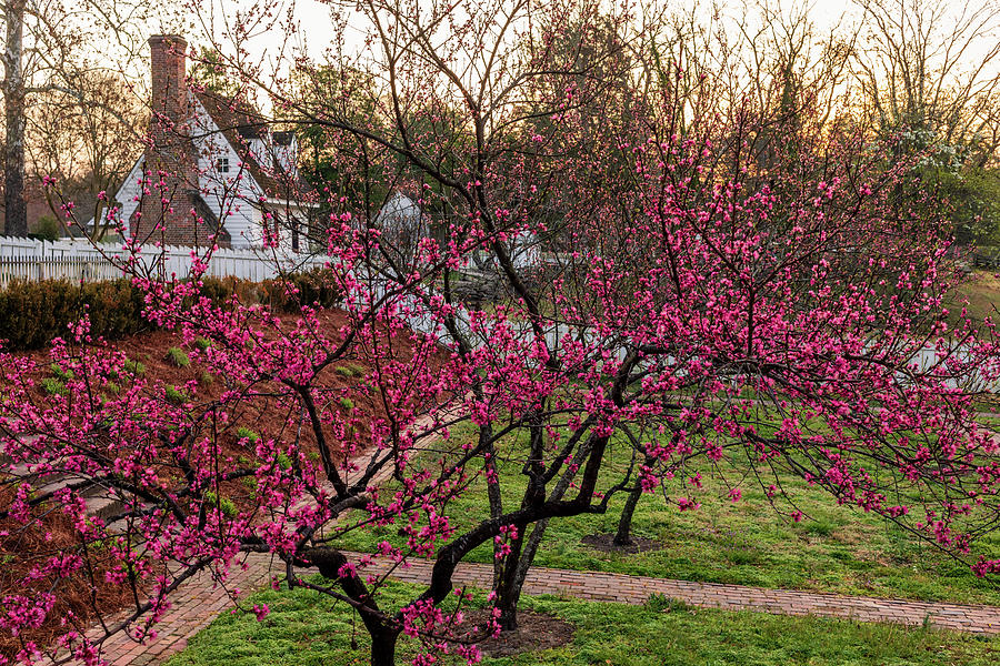 Williamsburg Orchard On A March Morning Photograph