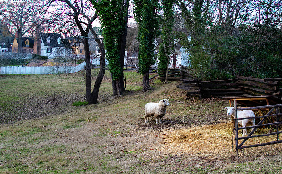 Williamsburg Sheep Farm Photograph by Norma Brandsberg