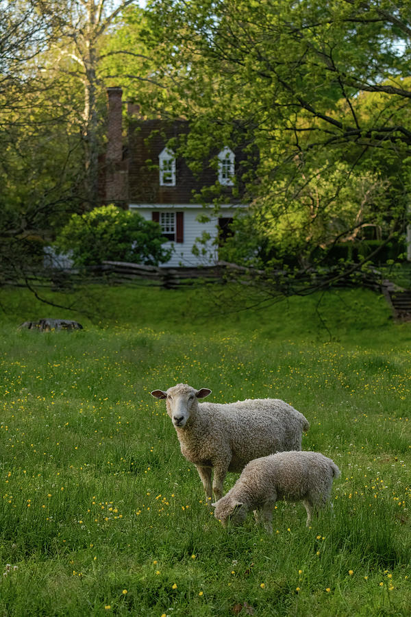 Williamsburg Sheep in May Photograph by Rachel Morrison