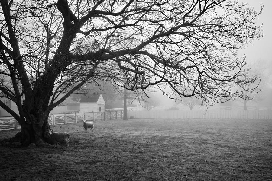 Williamsburg Sheep on a Foggy Morning Photograph by Rachel Morrison
