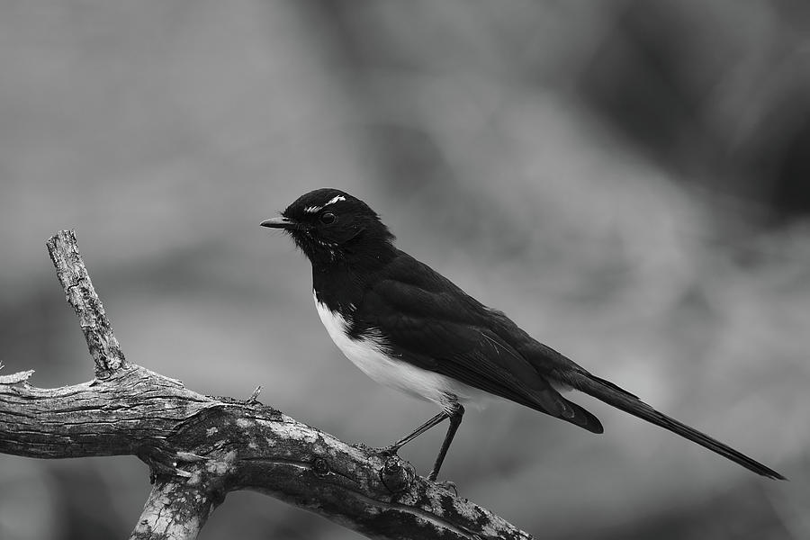 Willie wagtail black and white portrait Photograph by Jason Gilbert ...