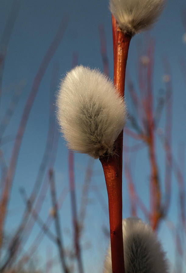 Willow Catkin Photograph by Karen Rispin