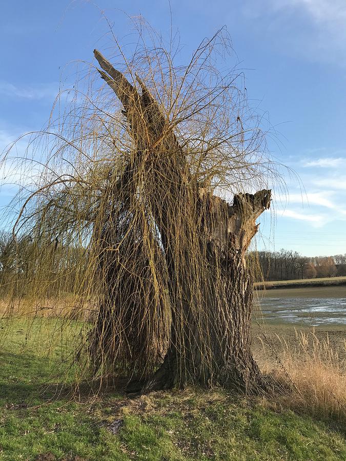 Willow Hit By Lightning Photograph By Jan Dolezal Fine Art America 