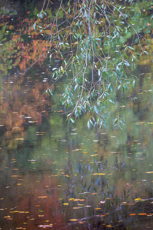 Willow leaves and reflections on a river in Autumn Photograph by Anita Nicholson
