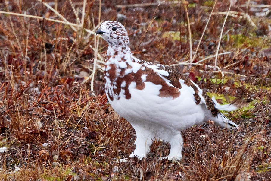 Willow Ptarmigan 2 Photograph by David and Patricia Beebe