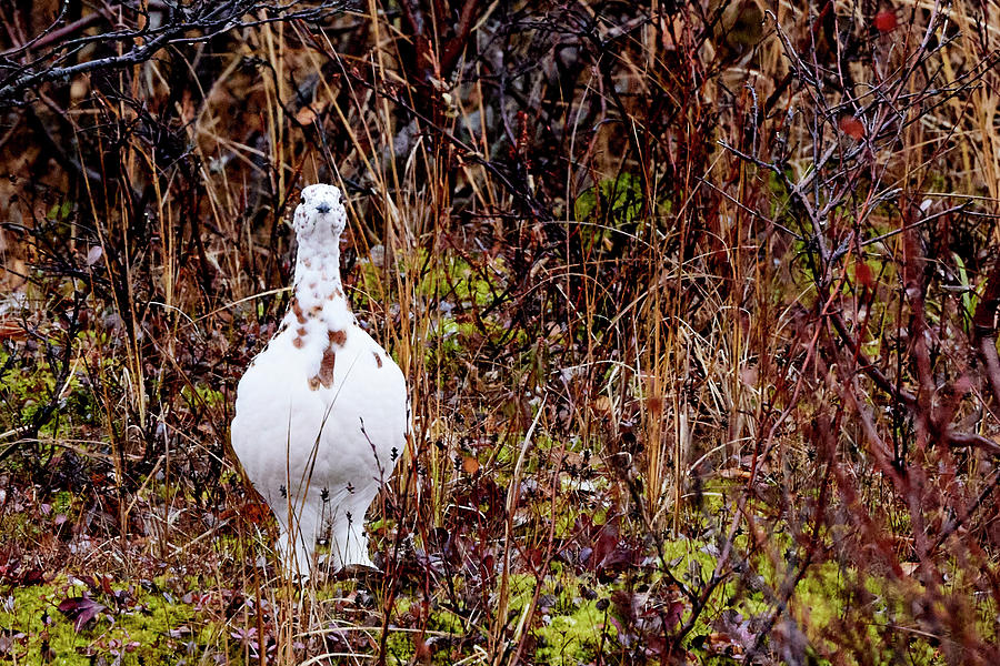 Willow Ptarmigan 1 Photograph by David and Patricia Beebe