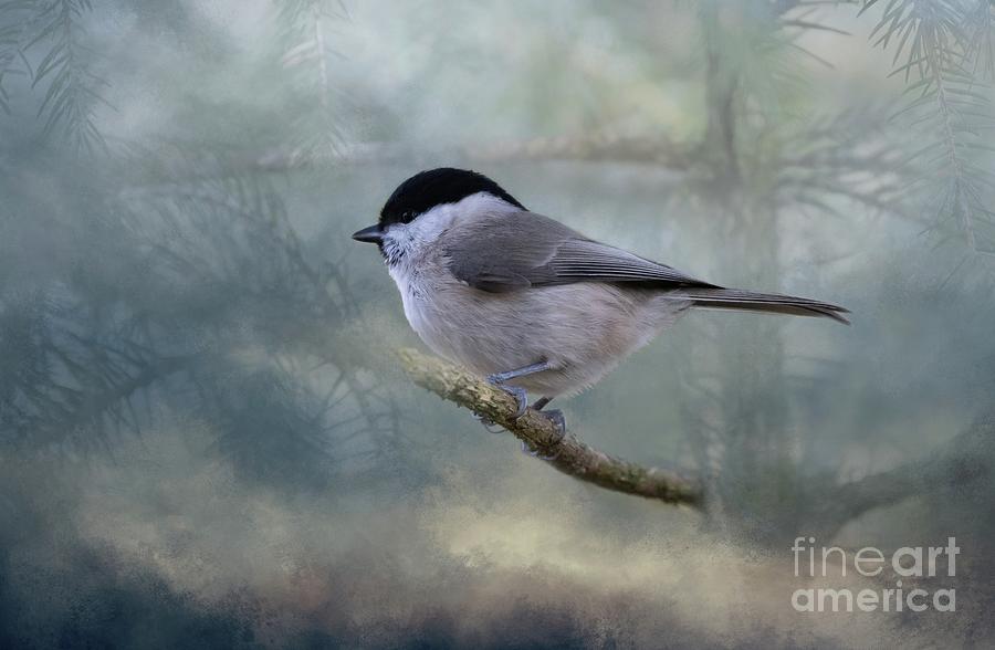 Wildlife Photograph - Willow Tit by Eva Lechner