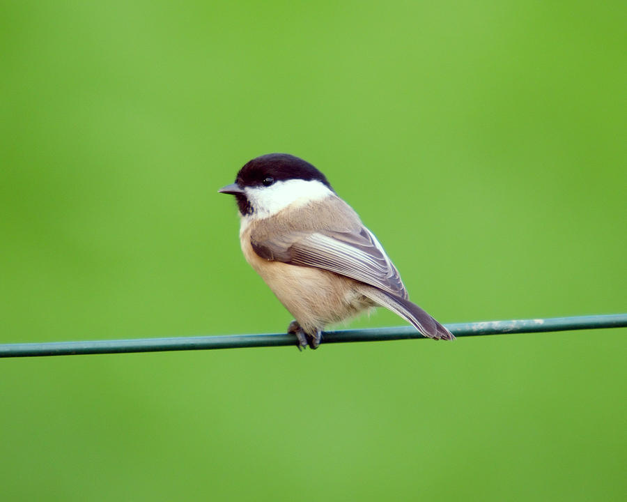 Willow Tit (Poecile montanus) Photograph by Andrew_Howe