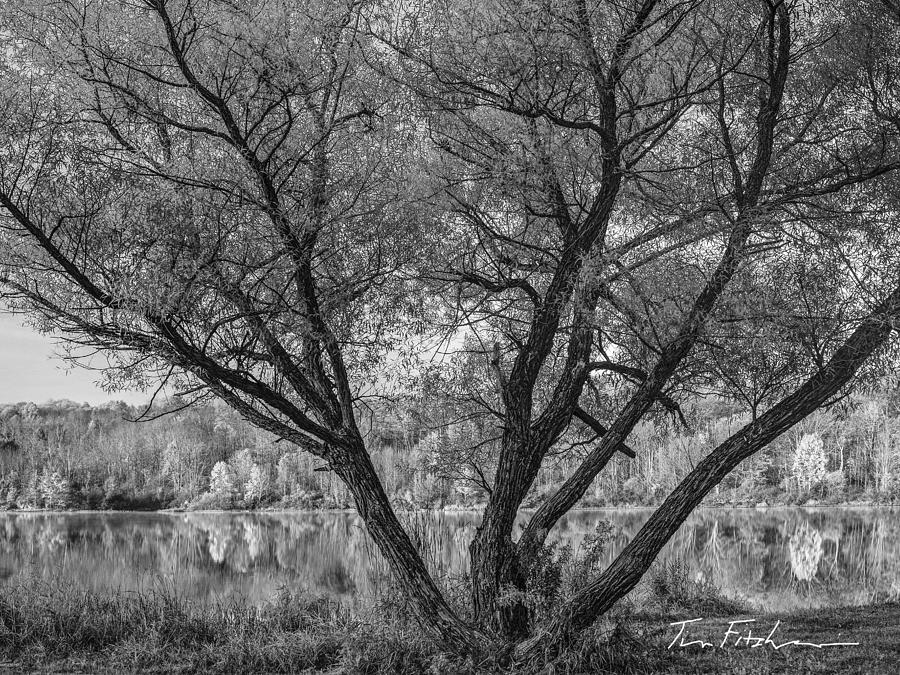 Willow tree at Lackawanna Lake Lackawanna State Park PA Photograph by Tim Fitzharris