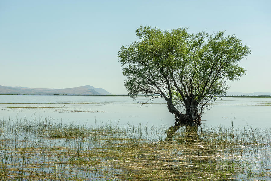 Willow tree by the water Photograph by Emirali KOKAL - Fine Art America