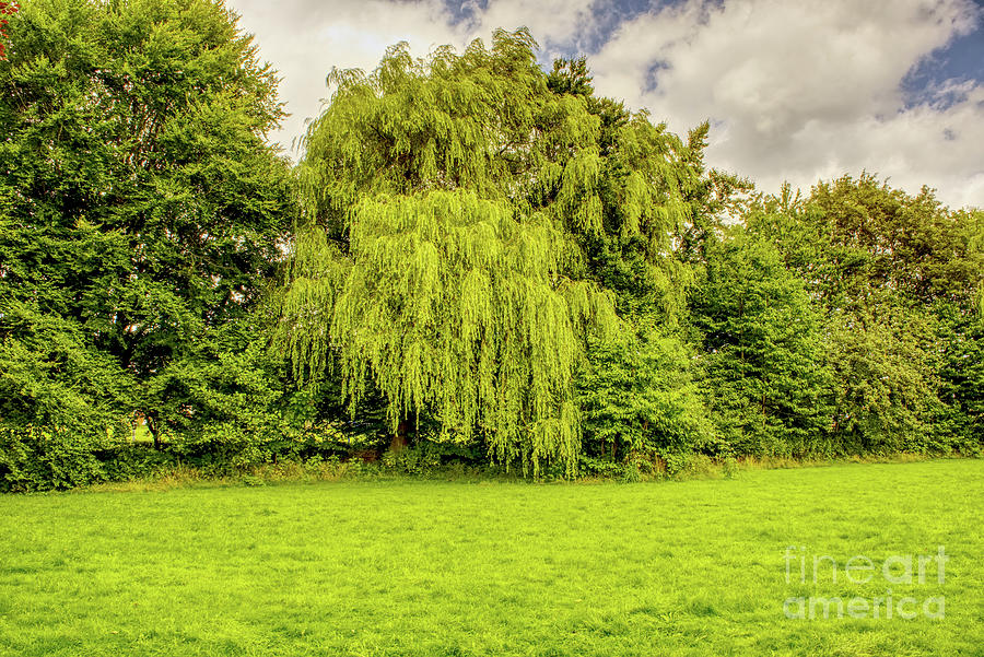 Willow tree, in Alkington Woods, Manchester, UK Photograph by Pics By Tony