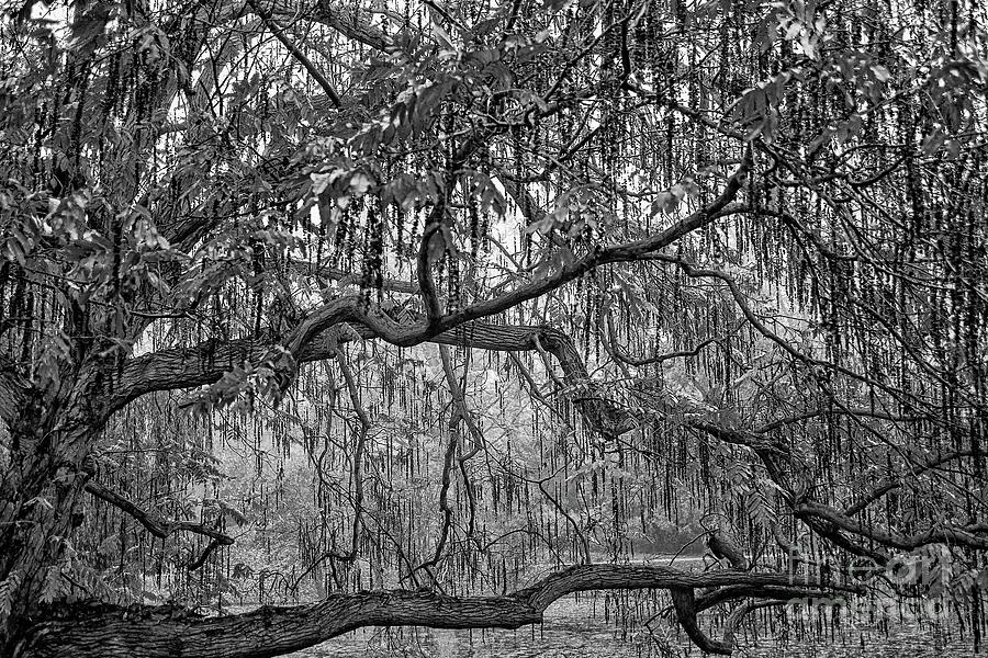Willow Tree In Black And White Photograph
