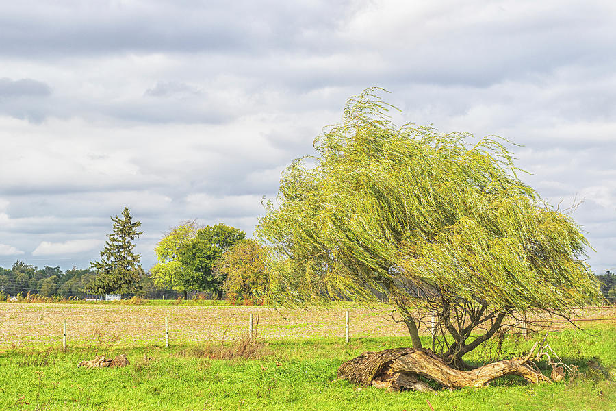 Willow Tree on a Breezy Day - Rual Indiana Photograph by Bob Decker