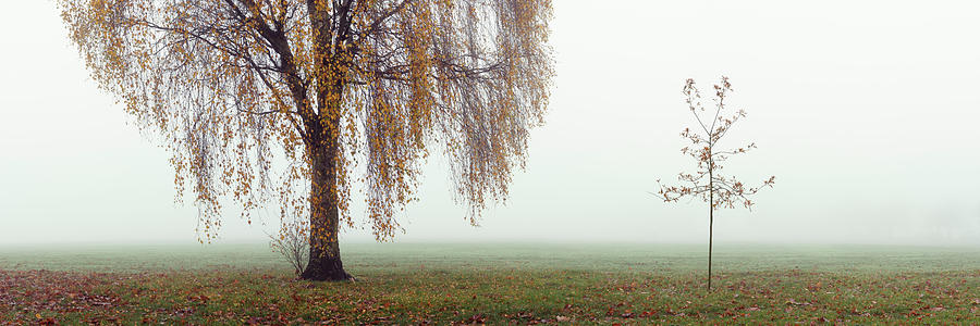 Willow tree on a misty autumn day Photograph by Sonny Ryse