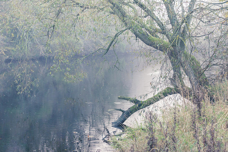 Willow tree overhanging the river on a misty day Photograph by Anita Nicholson
