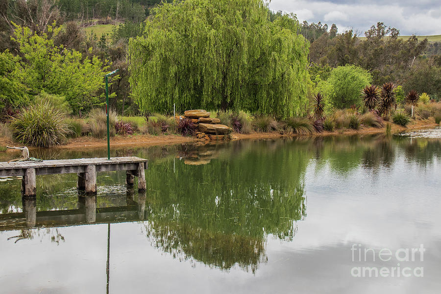 Willow Tree Reflections Photograph by Elaine Teague