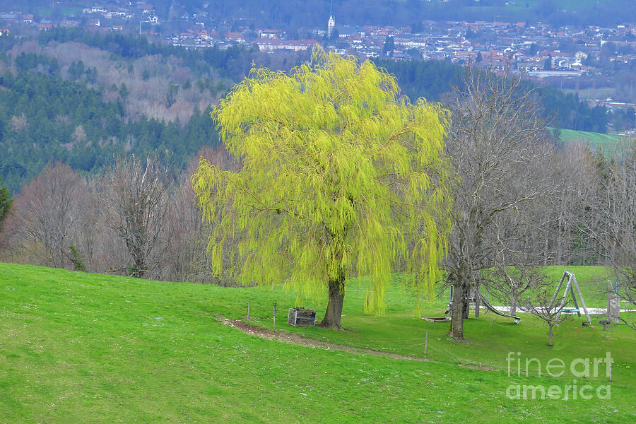 Willow Tree Wearing Spring Colors Photograph by Johanna Zettler