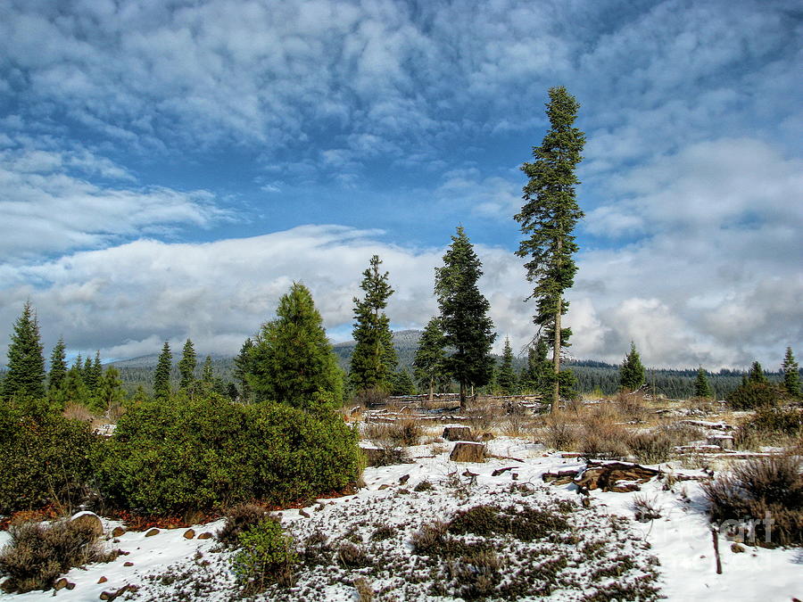 Willow Valley, Oregon Photograph by Aurelia Schanzenbacher