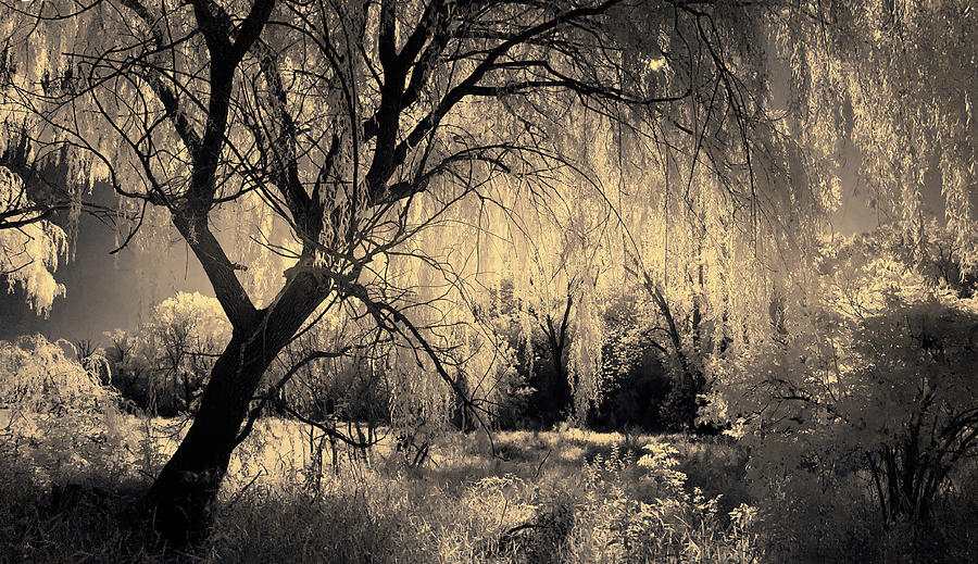 Willow, Weeping Light -  infrared image of willow tree at Virgin Lake in Stoughton WI Photograph by Peter Herman