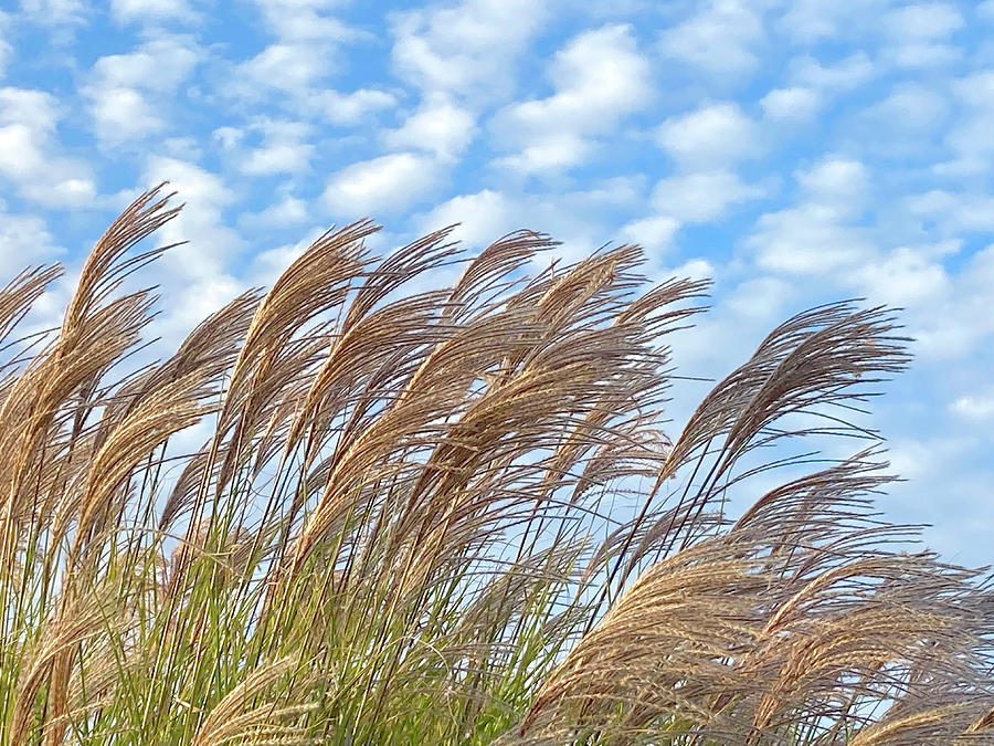 Willowy Feather Reeds Photograph by Marcia Major-Albert - Fine Art America