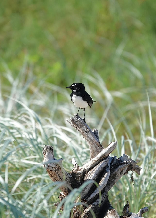 Willy Wagtail on the Lookout Photograph by Maryse Jansen