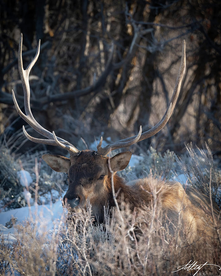 Wilnter Bull Elk Photograph by Meg Leaf
