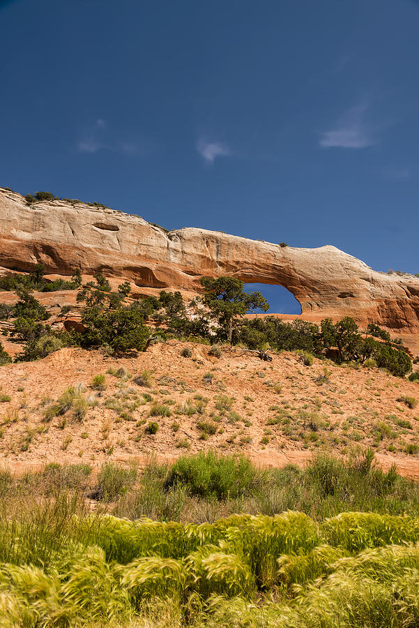 Wilson Arch with Grasses Blowing in the Foreground Photograph by Len3c