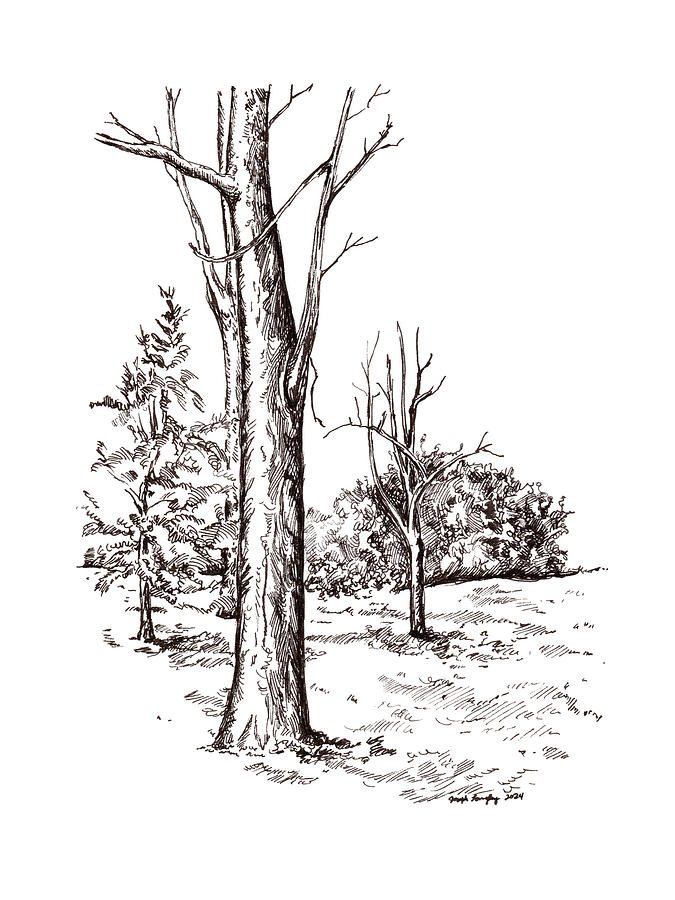 Wilson Park in February Drawing by Joseph A Langley