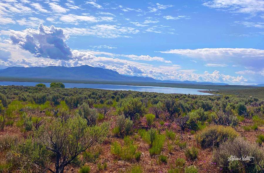 Wilson Reservoir, Northern Nevada Photograph by Stephanie Salter - Fine ...