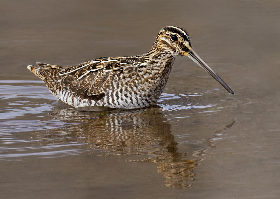 Wilsons Snipe Photograph by Art Cole