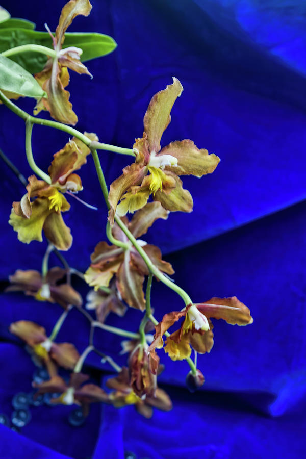 Wilsonara Orchid Photograph by Alana Thrower