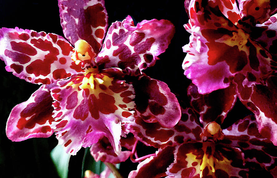 Wilsonara Orchid Eye Candy Photograph by Susan Maxwell Schmidt