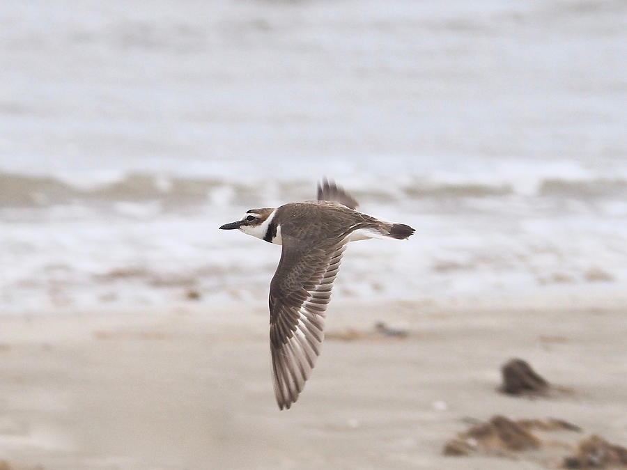 Wilsons Plover inflight Photograph by Life Makes Art