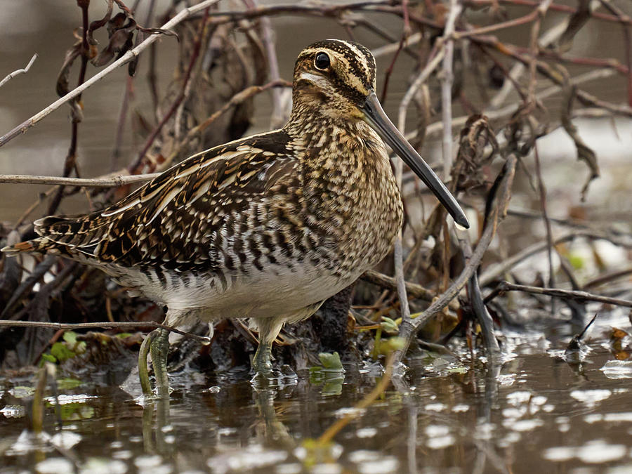 Wilson's snipe Gallinago delicata bird posters for sale online ...