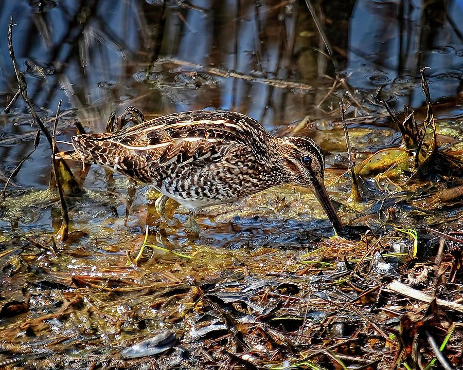 Wilsons Snipe in Savannah National Wildlife Refuge Photograph by Ronald Lutz
