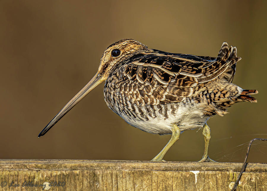 Wilsons Snipe Photograph by Lee Alloway