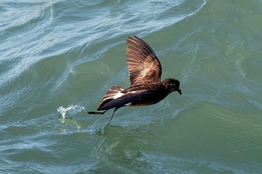 Wilsons Storm Petrel Dipping Photograph by Bradford Martin