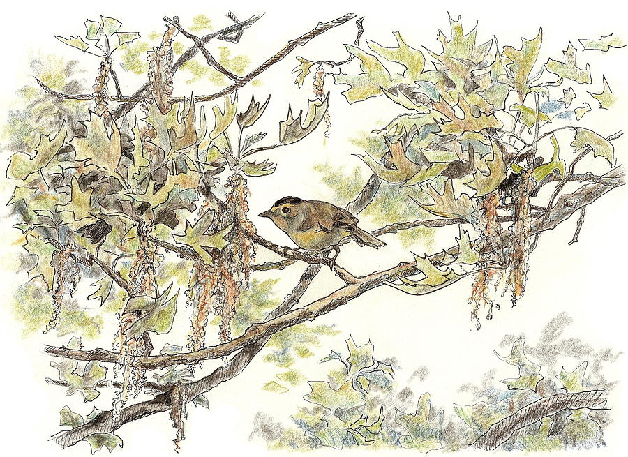 Wilsons Warbler Drawing by Abby McBride