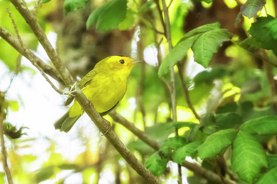 Wilsons Warbler in a Tree Photograph by Belinda Greb