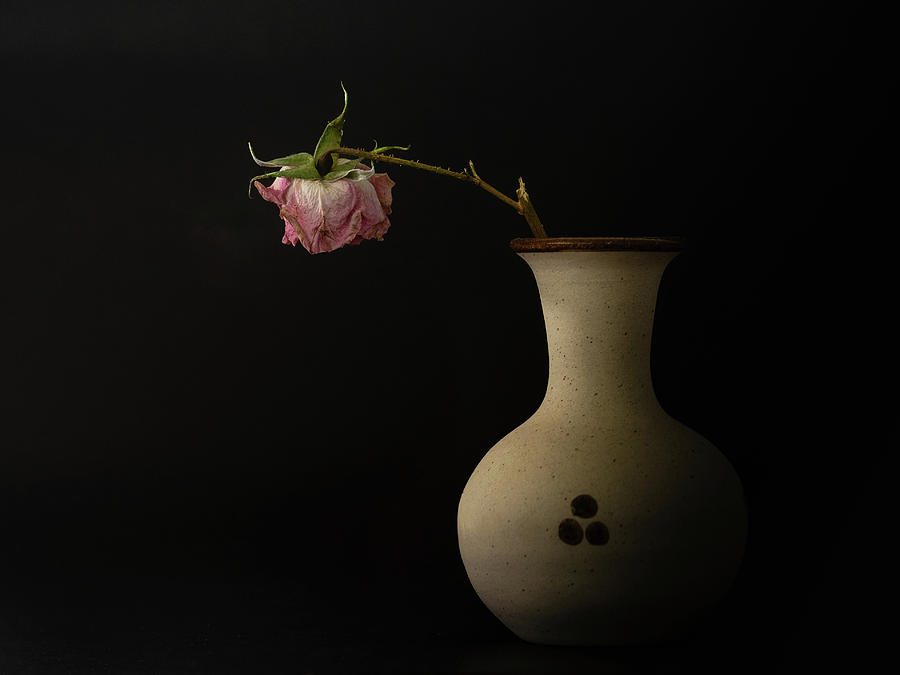 Wilted rose in color against black  Photograph by Alessandra RC