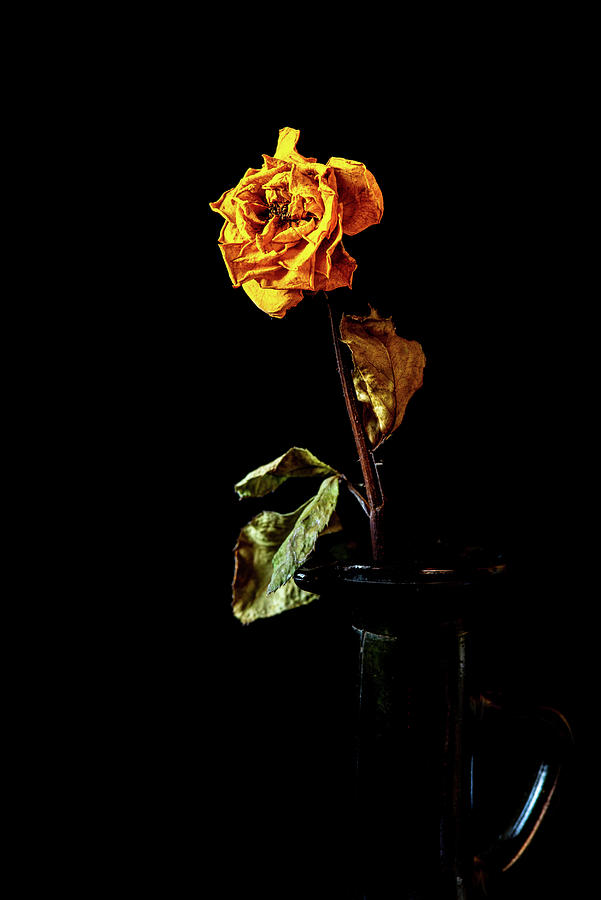 Wilted and dry yellow rose flower on a vase on a black background. Photograph by Michalakis Ppalis