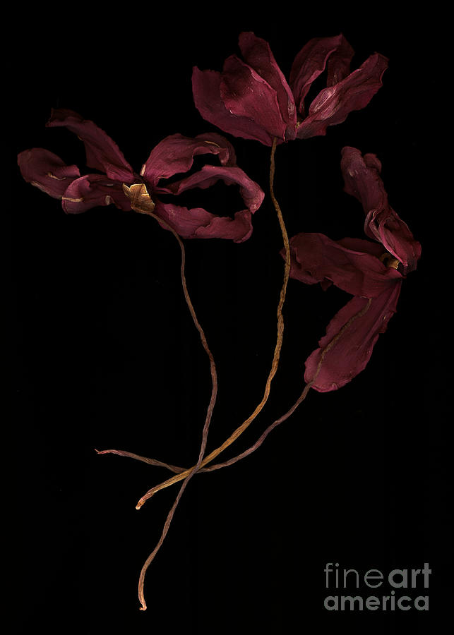 Wilted Red Flowers Digital Art