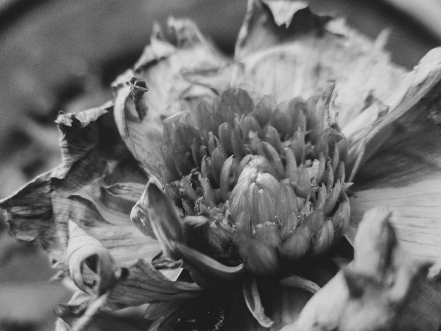 Wilting Black and White Dahlia Photograph by W Craig Photography