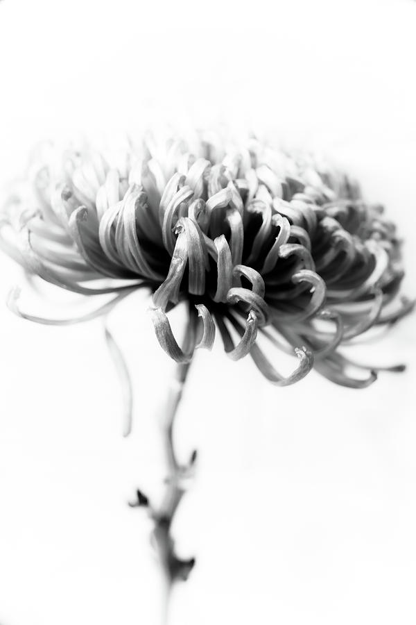 Unique Photograph - Wilting Flower 1 by Hakon Soreide