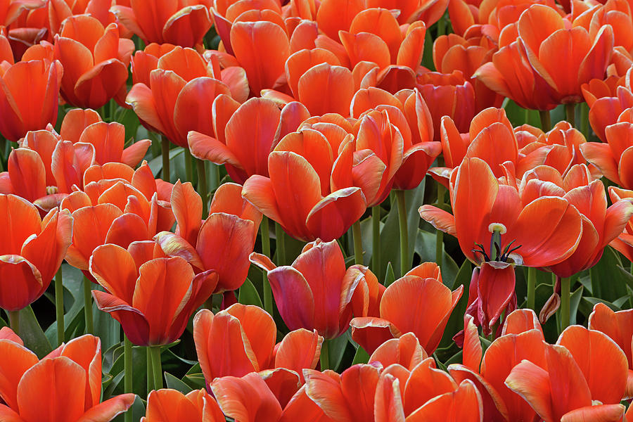 Wilting Orange Tulips 2 Photograph by Maria Meester