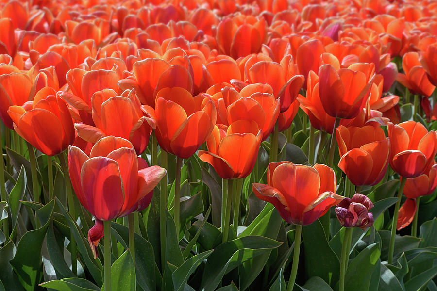 Wilting Orange Tulips Photograph by Maria Meester